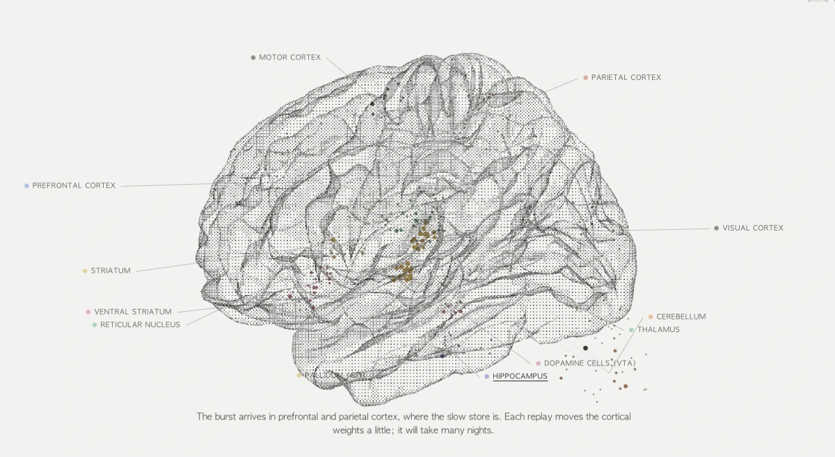 Neural Atlas brain visualization with labeled regions and colored points